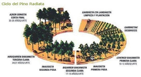 Mecanización Forestal En Euskadi: Tala Y Desembosque